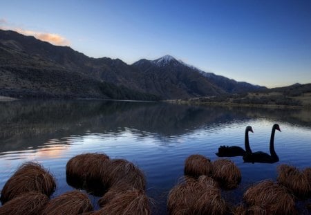 swans in mountain desert lake