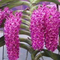 Pretty orchids