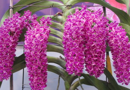 Pretty orchids