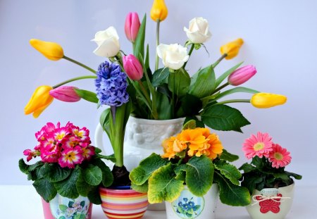 Colorful flowers - pretty, vase, delicate, beautiful, lovely, freshness, bouquet, flowers, colorful, fresh, tulips, nature, tender, nice