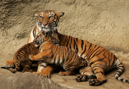 Tiger - cat, kitty, cub, tiger