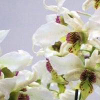 Lovely orchids