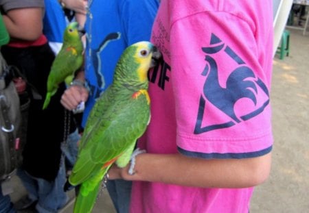 Parrot outing - outing, parrot, green, lovely, bird