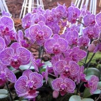 Pretty orchids