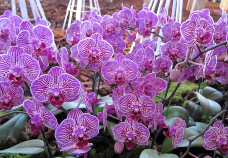 Pretty orchids - bright, orchids, pretty, beautiful, lovely