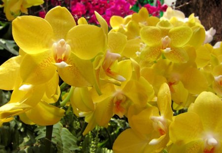 Lovely orchids - orchids, pretty, yellow, soft, delicate, orange, flowers, lovely