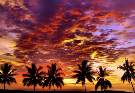 TROPICAL SUNSET - sky, palm trees, clouds, sun, sunset