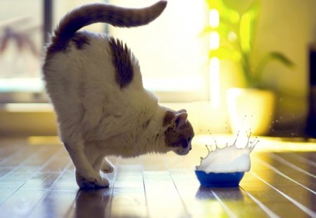 A QUICK JUMP! - benjamin torode, ben torode, a cat, milk, bowl, room, hannah, floor, a bowl of milk, jump, splash