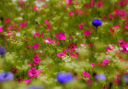 SPRING FIELD - flowers, field, colrs, spring