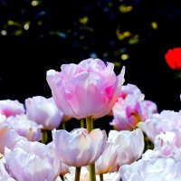 PINK TULIPS