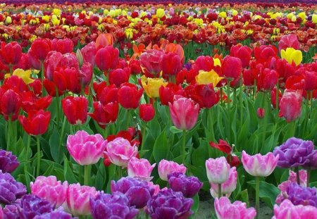 Tulips - flowers, fields, red, petals, pink