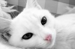 White cat