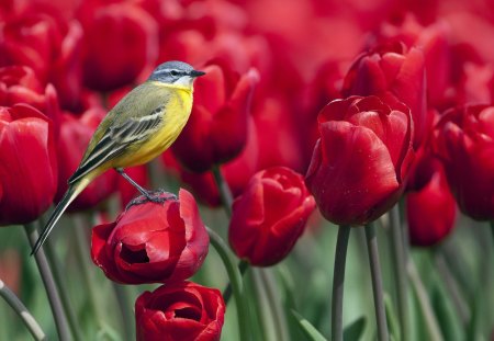 Bird and Flowers - pretty, bird, yellow, fields, beautiful, spring, meadow, flowers, nature, red, cute