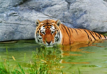 Tiger - animal, water, tiger, jungle