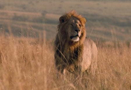 The-Lion - lion, king of the beasts, animals, big cat