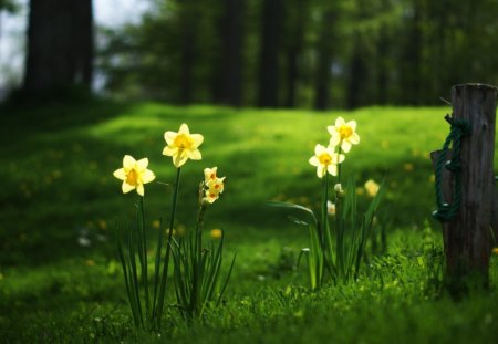 Narcissus - green, flowers, narcissus, trees