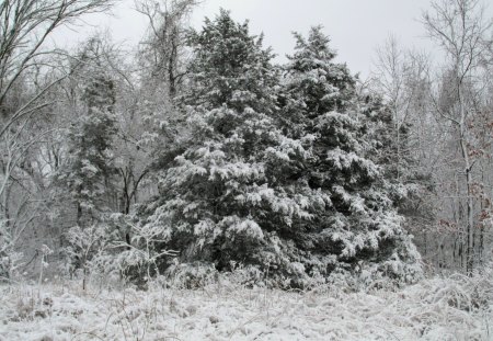 Twin Pines - snow, trees, winter, nature