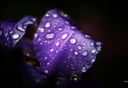 Violet Flower - dew, dark, violet, flower