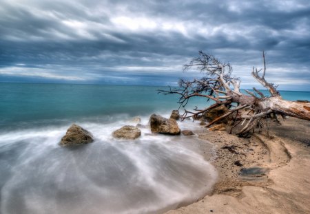 tree fell on the rocks on the beach - rocks, clouds, beach, tree, sea