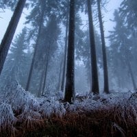 fog and frost in a tall forest