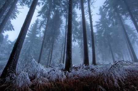 fog and frost in a tall forest - forest, frost, fog, tall, grass