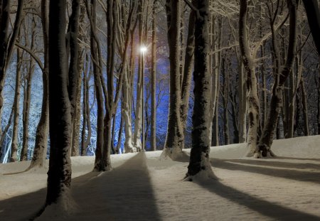 crisp winter forest at night - forest, light, winter, crisp, lamp