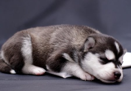 Cute pup - animals, cute, pet, pup, sleeping, dog