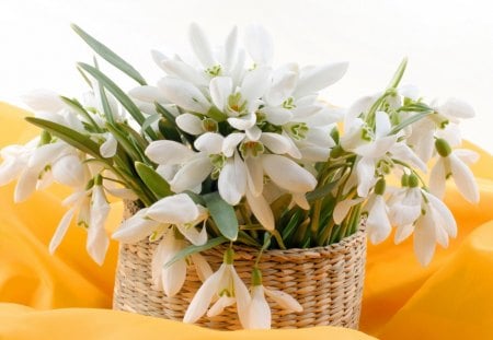 White flowers - primulas - flowers, cart, shopping, White, primulas