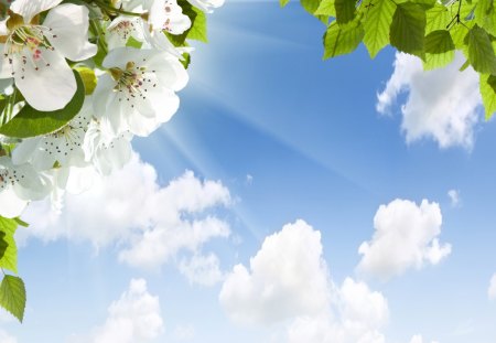 Wonderful Day â™¥ - sunshine, sky, fresh, peace, spring, nature, blossoms, clouds, flowers, harmony