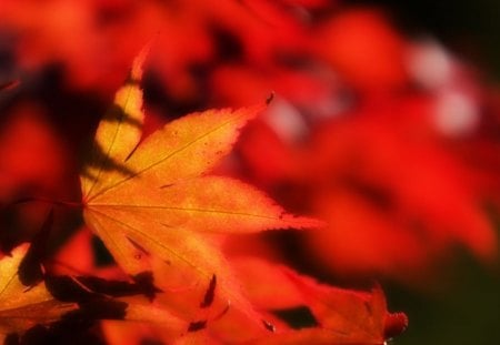 Deep Red Leaf - red, leaf, leaves, trees, nature, autumn