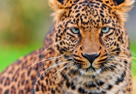 Leopard - animal, nature, Leopard, beautiful