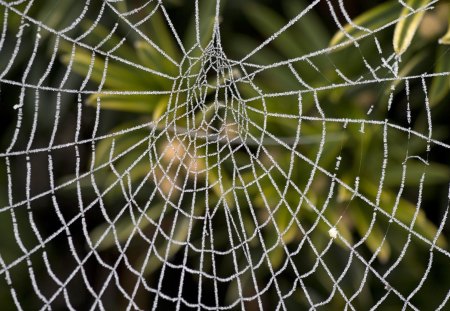 Frozen Spider Web - abstract, cold, spider, insect, frozen, web