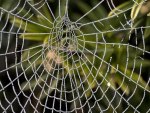 Frozen Spider Web