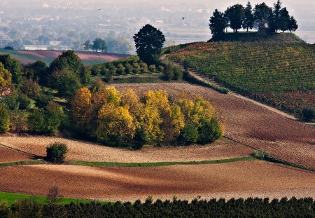 beautiful agriculture fields over hills - hill, agriculture, trees, fields, farms