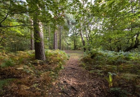 Forest Path - trees, forest, light, leaves, ground, path, nature, ferns, green, dirt