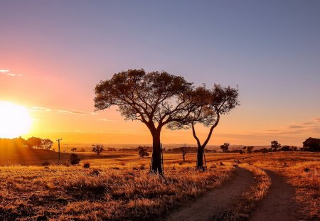 sunset landscape - fields, sunset, trees, road