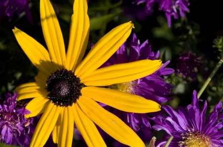 Large Yellow Daisy