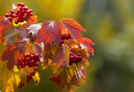 Autumn Berry Leaves - nature, autumn, berry, leaves, tree, colored, fruit