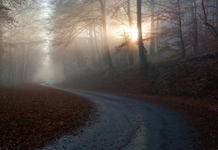 Awakening - dawn, sun rays, trees, autumn, landscapes