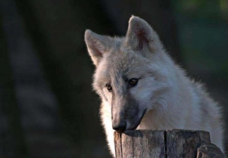 Lonely Wolf - wolf, trees, animals, dogs