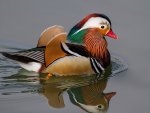 *** Mandarin duck ***