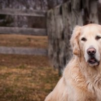 *** Golden retriever ***