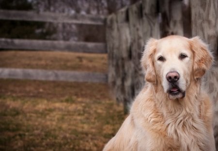 *** Golden retriever ***