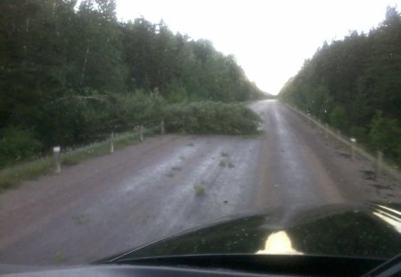 ~~; tired trees or ornry moose ;~~ - highway, trees, nature, nap time