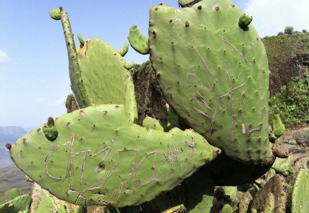 Mountain Cactus - lonely, ethiopia, carved, cactus, mountain, vandalized