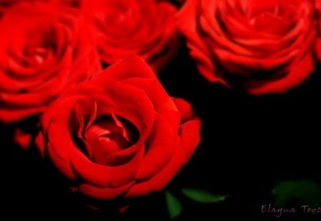 Red Roses - flowers, red, roses, nature