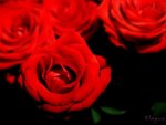 Red Roses