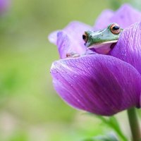 Purple flower