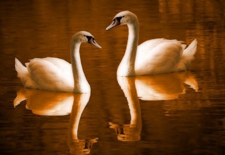 The Lovebirds - birds, swans, swan, lake, lovebirds