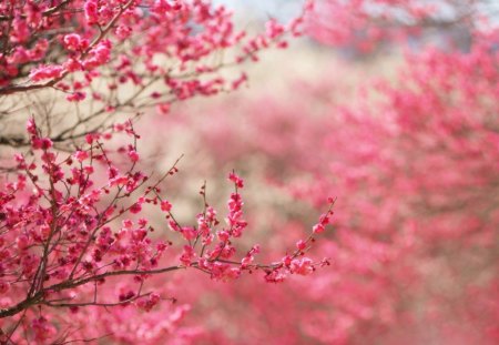 Spring - flowers, blossom, spring, pink